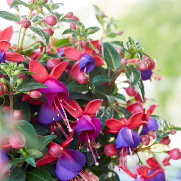 Fuchsia Bush Red & Purple 'Bella Vera'