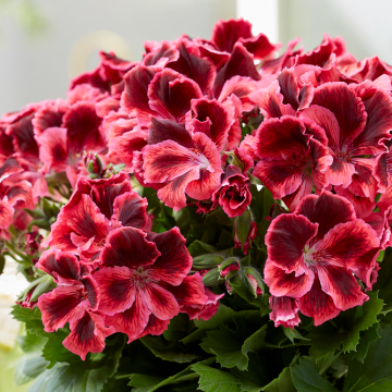 Regal Pelargonium Elegance 'Kate'