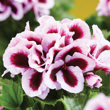 Regal Pelargonium Elegance 'Patricia'