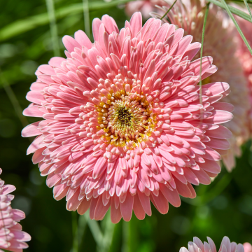 Gerbera Double Majestic Light Pink