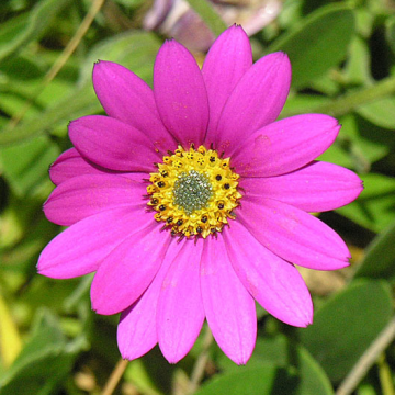Osteospermum Pink
