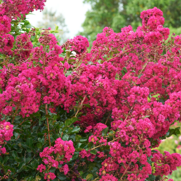 Lagerstroemia indica Sioux - Crape Myrtle - Tree