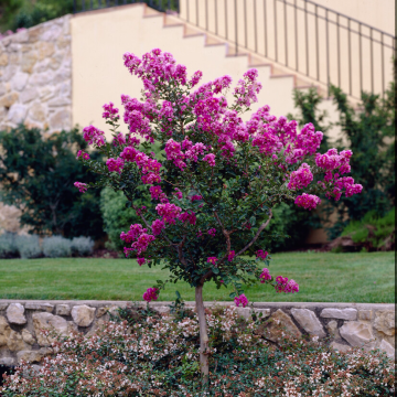 Lagerstroemia indica Violacea sel. Grassi - Crape Myrtle - Tree