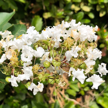 Lagerstroemia Natchez - Crape Myrtle - Tree