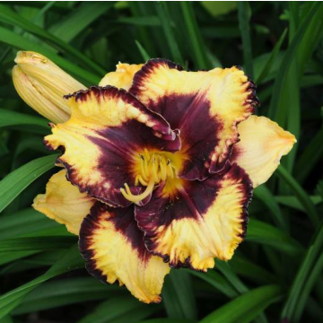 Hemerocallis 'Open My Eyes'