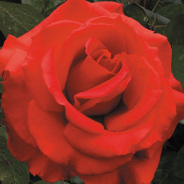 Pair of Large Standard Rose Trees 'Chinchin'- Red 