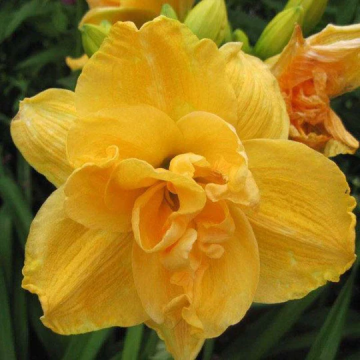 Hemerocallis 'Patricia'