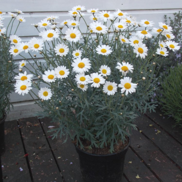 Giant Flowered Marguerite Daisy Bushes - Argyranthemum frutescens - Perfect for Patio or Garden