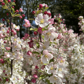 Malus Evereste - Crabapple - circa 130-150cm Tree