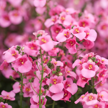 Diascia Pink