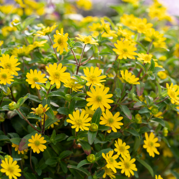 Sanvitalia Trailing Yellow