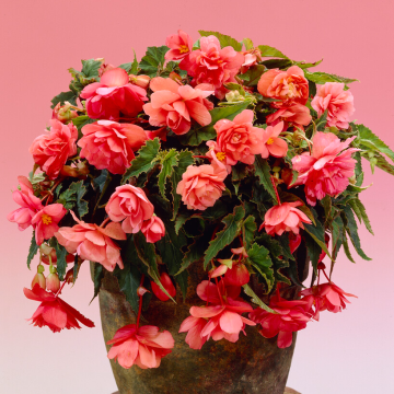 Begonia Tuberous 'Illumination' Salmon