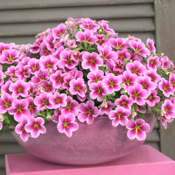 Calibrachoa Rave Pink Barbados