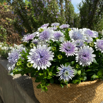 Osteospermum Blue Steel