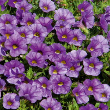 Calibrachoa Light Blue 