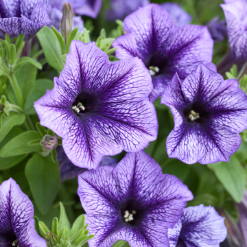 Petunia All-Purpose Indigo Vein