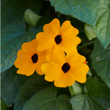 Thunbergia Orange