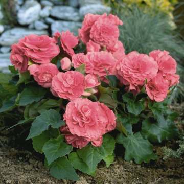 Begonia Tuberous Pink