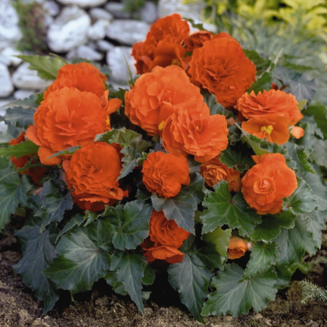 Begonia Tuberous Orange