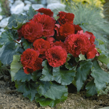 Begonia Tuberous Red