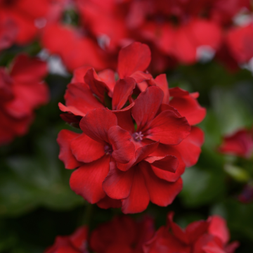 Geranium Balcony Marcada Dark Red