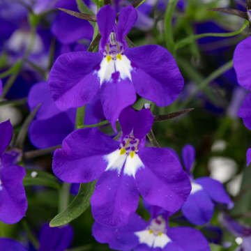 Lobelia Trailing Dark Blue with Eye