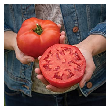 Tomato 'Burlesque'