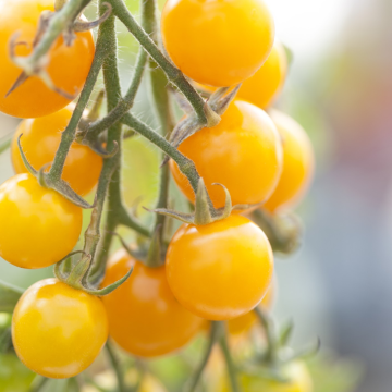 Tomato Snowberry