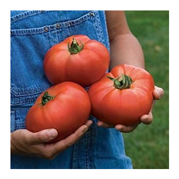 Tomato 'Knockout'