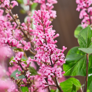 Syringa meyeri 'Little Rosie' - Dwarf Fragrant Lilac Bush