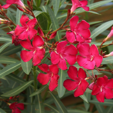 Nerium Oleander Tree - RED  'Jannoch'  Patio Standard