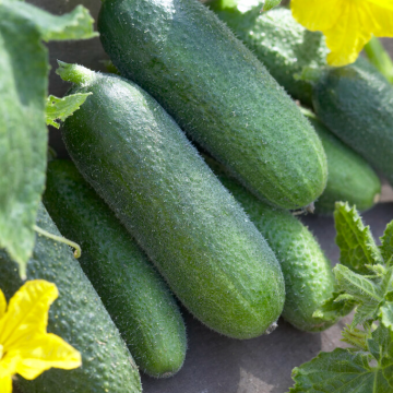 Cucumber 'Tasty Green'