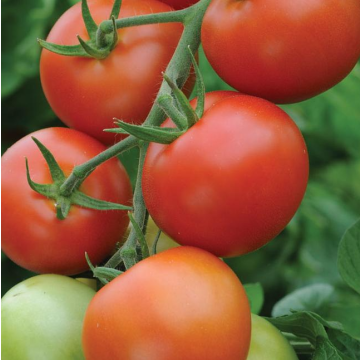Tomato 'Moneymaker'
