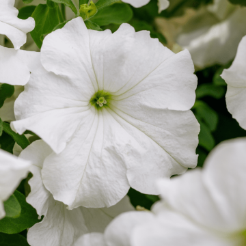 Petunia Surfinia® White Morn - Trailing Basket and Patio Plant