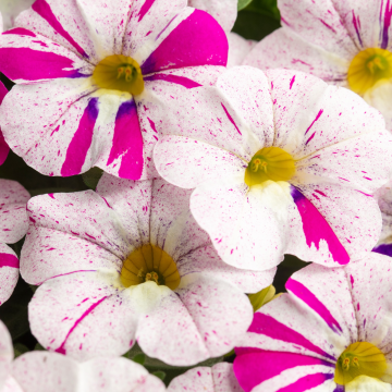 Calibrachoa Mini Petunia 'Graffiti'