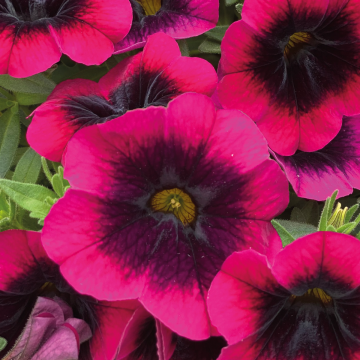 Calibrachoa Mini Petunia 'Dracula'