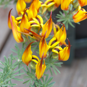 Lotus corniculatus Yellow