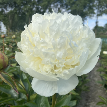 Paeonia lactiflora Bridal Gown - Peony