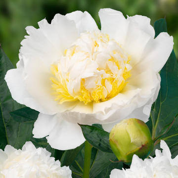 Paeonia lactiflora Bridal Icing - Peony