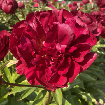 Paeonia lactiflora Chippewa - Peony