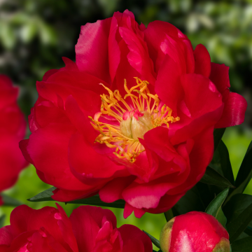 Paeonia Ellen Cowley - Peony