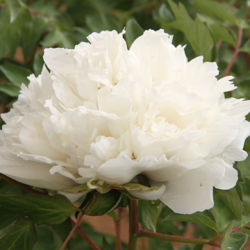 Paeonia Rockii-Flare Carte Blanche - Peony
