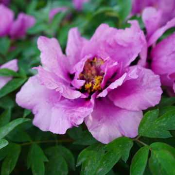 Paeonia Rockii-Flare Vintage - Peony