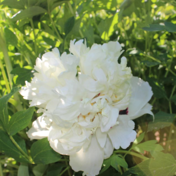 Paeonia Rockii-Flare Whitewash - Peony