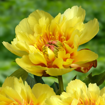 Paeonia Border Charm - Peony