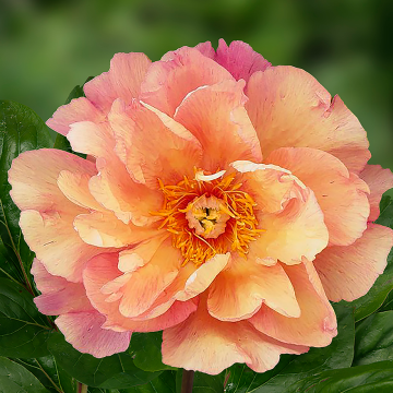 Paeonia Itoh Enduring Rainbow - Peony