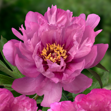 Paeonia Itoh First Arrival - Peony