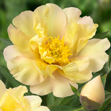 Paeonia Itoh Lemon Dream - Peony