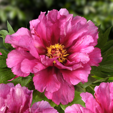 Paeonia Itoh Morning Lilac - Peony
