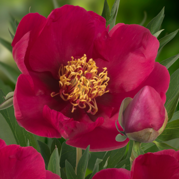 Paeonia Itoh Tolomeo Nr. 59 - Peony
